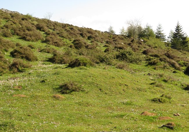 Fondo de cabaña PAGANDUL