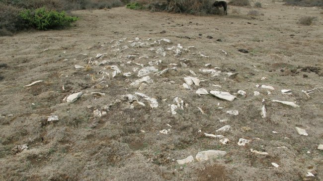 Urdintxa 2 tumulua, Andia